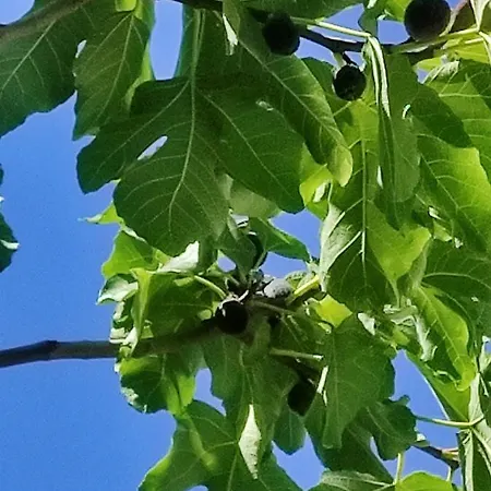 Il Cortile Dei Frutti Selvatici Santo Stefano Belbo